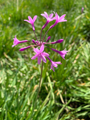 flowers on a sunny spring day with a green natural background