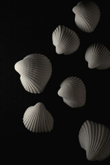Fototapeta na wymiar White sea shell Macro close up