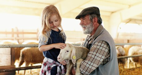 Old caucasian grandfather with gray beard and small cute granddaughter playing with lamb and...