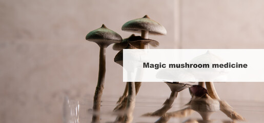 medicine and psilocybin mushrooms. Treatment and prevention of the mental state of the modern person with the help of magic mushrooms
