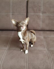 chihuahua puppy sitting on the floor