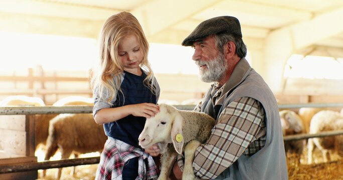 Old caucasian grandfather with gray beard and small cute granddaughter playing with lamb and caressing it in stable. Senior man holding animal at farm and pretty little girl petting it.