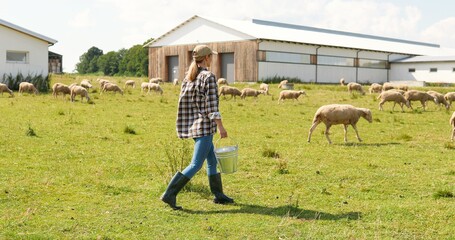 Caucasian young woman shepherd in hat walking in green field and carrying bucket with food or water for cattle. Feeding. Rear. Back view on female farmer strolling with bin at pasture to feed sheep. © VAKSMANV