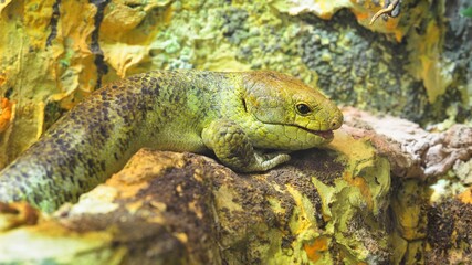 Solomon island skink (Corucia Zebrata). Green lizard camouflage in natural environment.