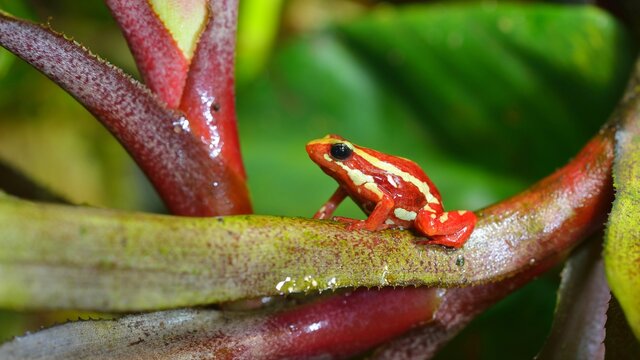 Small striped red frog Epipedobates tricolor sitting on colourful exotic plants in natural rainforest environment. Colourful tropical frog.