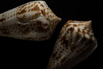 Cone Shell Macro close up