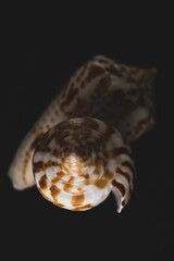 Cone Shell Macro close up