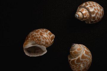 Babylon Snail shell Macro close up