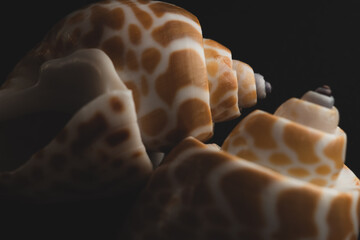 Babylon Snail shell Macro close up