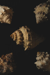 snail seashell macro close up