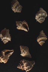 snail seashell macro close up