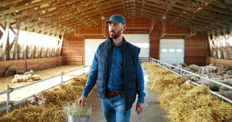 Young Caucasian man farmer walking in stable with flock of sheep and carrying bucket full of hay. Handsome male shepherd stepping in barn and holding bin. Feeding cattle. Farming work.