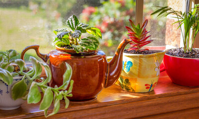 House plants grown in recycled mug and tea pot displayed in sunny window, recycle, reuse, up cycle for sustainable living and gardening