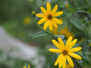 キクイモの花のアップ