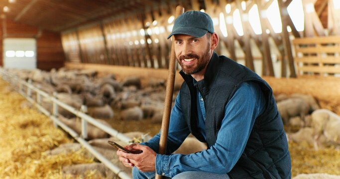 Smiled cheerful Caucasian handsome male shepherd sitting in stable with sheep and texting message on smartphone. Happy joyful man farmer in shed with animals tapping and scrolling on mobile phone.