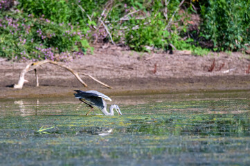 Grey heron or ardea cinerea stands in water