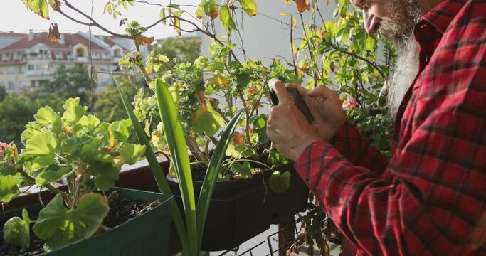 50 years mid adult man taking photos of his plants at home using smartphone camera, real people