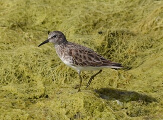 A least sandpiper (Calidris minutilla) on a bed of green seaweed, exposed on low tide at Elkhorn Slough in California