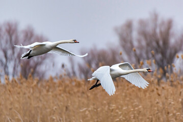 Mute swan or Cygnus olor flies over water
