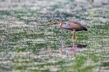 Purple heron or ardea purpurea wading in the swamp.