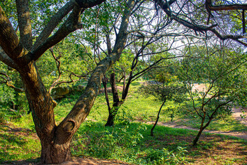 Parque da luz, florianópolis, florianopolis, santa catarina, brasil