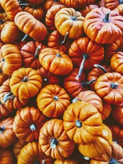 Orange pumpkins start the season!