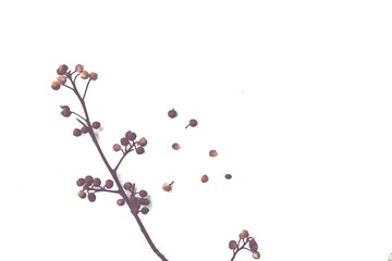 branch of blossom on white background 