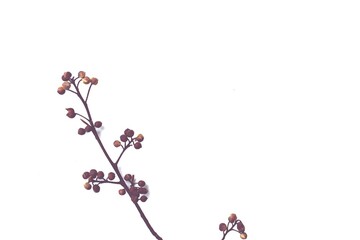 cherry blossom branch on white background 