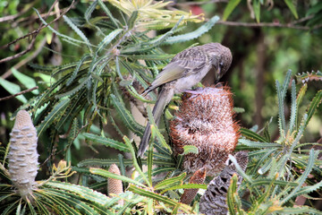 Little Wattlebird fledgling (Anthochaera chrysoptera) in Bottlebrush tree, South Australia