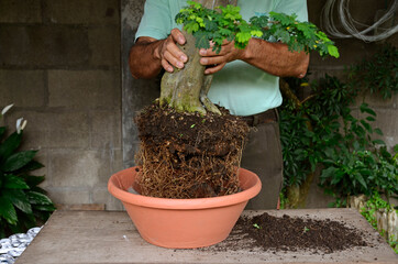 Man transplanting a bonsai tree in a flowerpot 