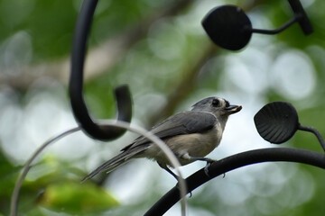 Tufted titmouse perched holding a seed