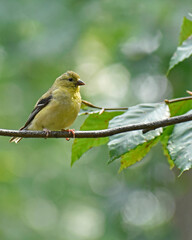 Juvenile American Goldfinch on a branch, molting
