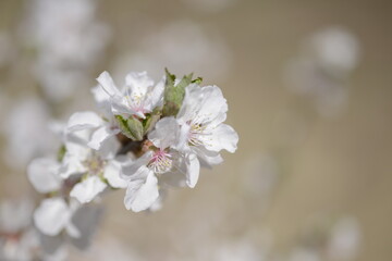 Cherry tree flowers 벚나무 꽃