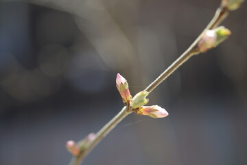 Cherry tree flowers 벚나무 꽃