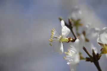Cherry tree flowers 벚나무 꽃