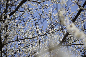 Cherry tree flowers 벚나무 꽃