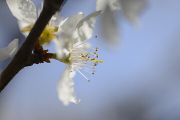 Cherry tree flowers 벚나무 꽃