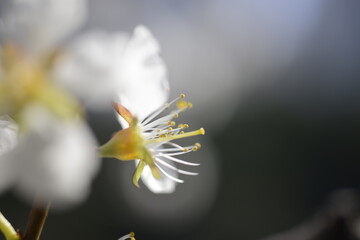 Cherry tree flowers 벚나무 꽃