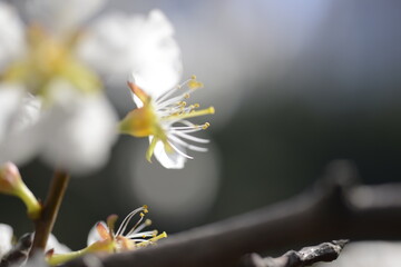 Cherry tree flowers 벚나무 꽃