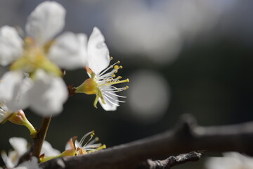 Cherry tree flowers 벚나무 꽃