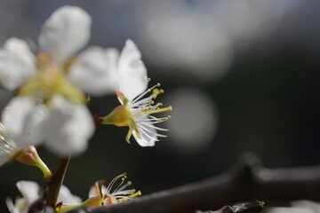 Cherry tree flowers 벚나무 꽃