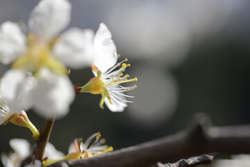 Cherry tree flowers 벚나무 꽃