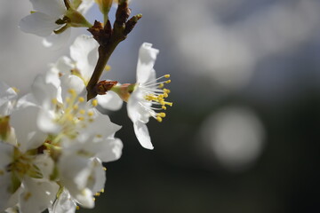 Cherry tree flowers 벚나무 꽃