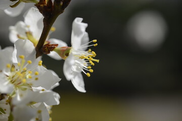 Cherry tree flowers 벚나무 꽃