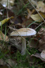 mushroom in the forest