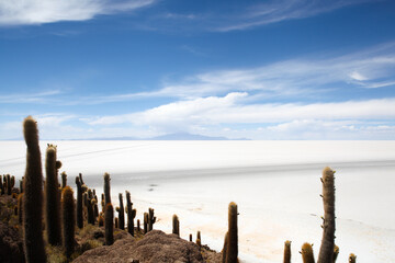 Cacti in front of Salar de Uyuni in Bolivia