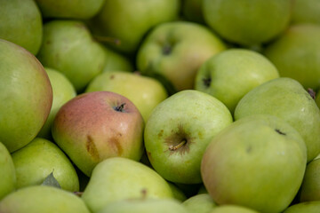 Mutsu on display at a farmers market
