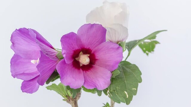 purple hibiscus plant blossom timelapse