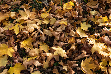 autumn leaves background