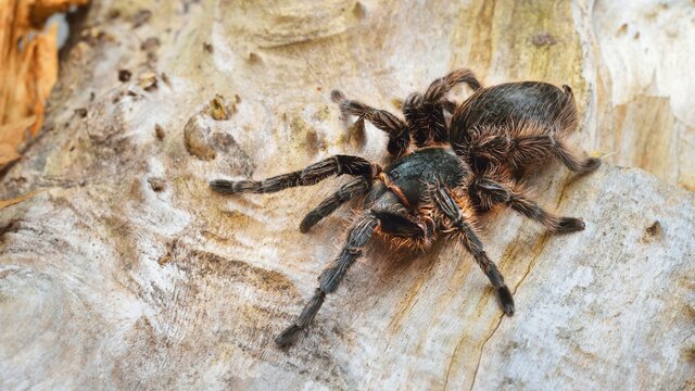 Birdeater curlyhair tarantula spider Brachypelma albopilosum in natural forest environment. Black hairy giant arachnid.